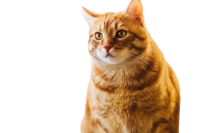 The same cat with the backdrop removed, shown over a transparency checkerboard