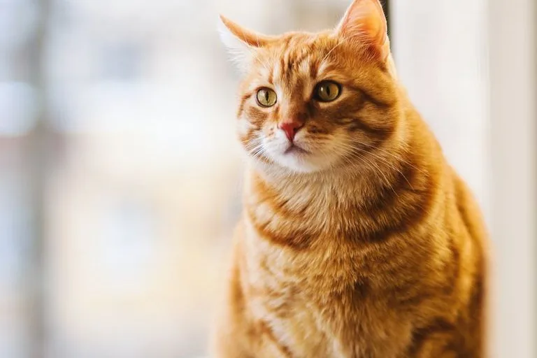 Cat photographed against a plain studio backdrop
